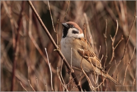 <p>VRABEC POLNÍ (Passer montanus) /Eurasian tree sparrow - Feldsperling/</p>